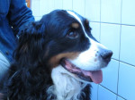 Jip,berner sennenhond,9 jr, heeft last van kreupelheid van de rechter voorpoot. Zij krijgt acupunctuur.